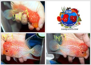 916 Aquatics | eBay Stores