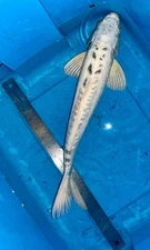 20inch DOITSU GIN MATSUBA KOI- CSRAKOi