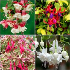[x4] Hardy Fuchsia Collection | Variety-Pack | P9 Pot Plants | Deciduous Shrubs