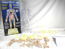 Lindberg Transparent Man Science Anatomy Mode...