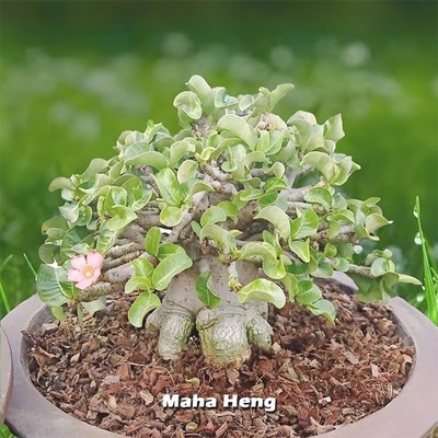 'Maha-Heng' Dorset Horn Adenium Arabicum Desert Rose, Wavy leaves, 5seeds.