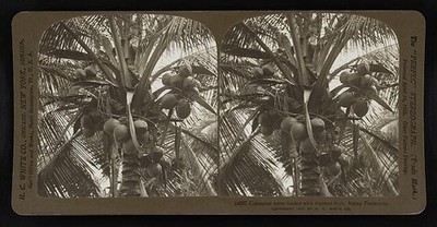 Photo:Cocoanut palm loaded with ripened fruit, Malay Peninsula