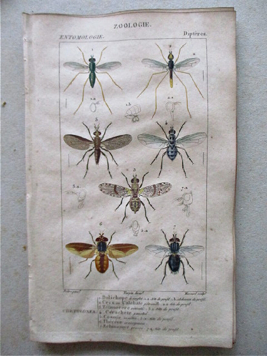 Vintage 1810 Entomology Print CHETOLOXES DIPTERES by TURPIN