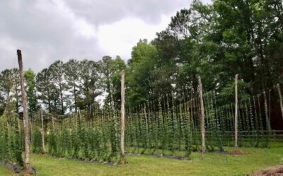 Whole Leaf Hops - Cascade - Home Brewing or Tea (one pound package)
