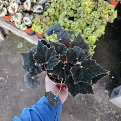 #ad Begonia Black Velvet Begonia bowerae #x27;Black Velvet#x27; 4 Inch Pot Fuzzy Leaf $19.19