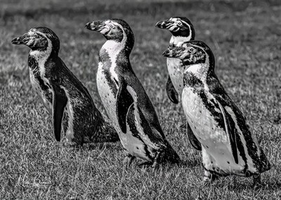 Wall Art Humboldt Penguin, UK. A3 Print Black & White