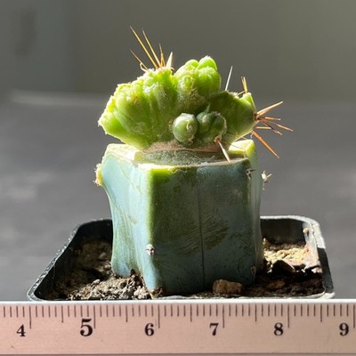 A10-680 famous cactus f. monstrosa (Grafted)