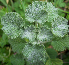 HOREHOUND SEEDS 200 Perennial herb GARDEN MARRUBLUM VULGARE FREE SHIPPING
