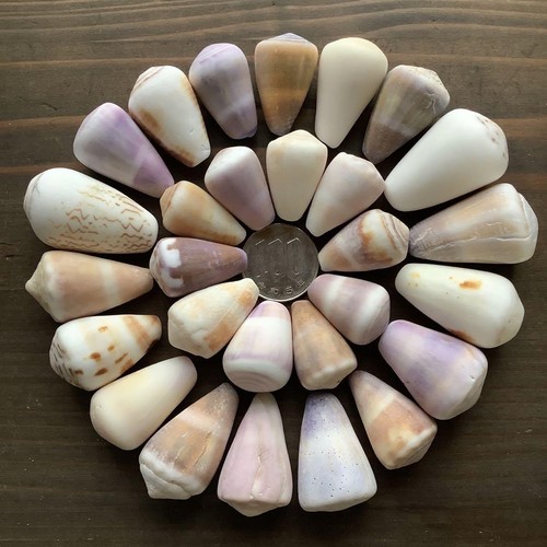 Cones shells cones Genuine Sea shells From Japan  No.488  - Picture 2 of 4