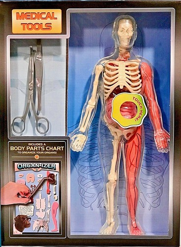 SmartLab You Explore It HUMAN BODY MODEL, Removable SQUISHY ORGANS, Tools & Book - Picture 3 of 7