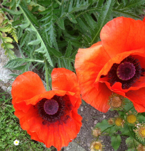 Türkischer Mohn Feuer-Mohn Samen (Papaver orientale) Mehrjährig große Blüten - Picture 1 of 4