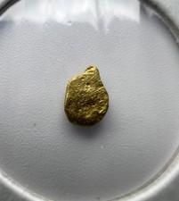 Gold Nugget hand panned from Scotland 0.14 grams