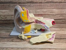 Vintage EAR Educational Model Anatomical Medical Model