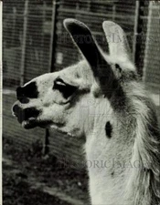 1966 Press Photo Llama named Jax at West Palm Zoo - lra39733