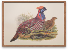 Vintage lithograph art print, Pheasant pair in nature, John Gould 1830s design
