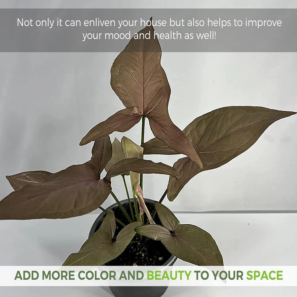 Anthurium Pallidiflorum,Syngonium Rosado Pink Schott, Philodendron SP Colombia - Image 2 of 4