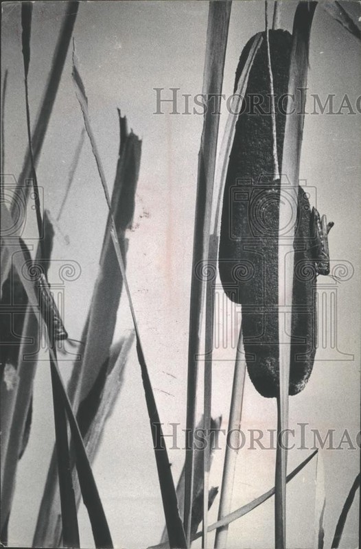 1964 Press Photo Grasshopper perched on a cattail in Wisconsin - mjb72623