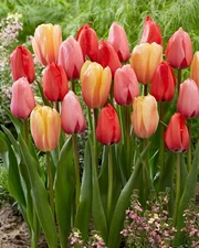 10 - IMPRESSION Darwin Hybrid Tulip Flower Bulb Mixture  A SPRING PERENNIAL FAVE