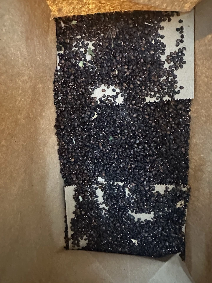 (100+) Datura Stramonium Jimsonweed Moon Lily Flower Seeds - Image 3 of 4