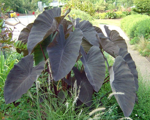 Colocasia esculenta 'Black Magic' Taro Plant in 9cm Pot - Picture 3 of 3