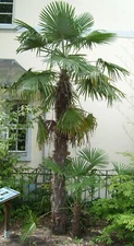 Windmill Palm (Trachycarpus fortunei), 10 seeds
