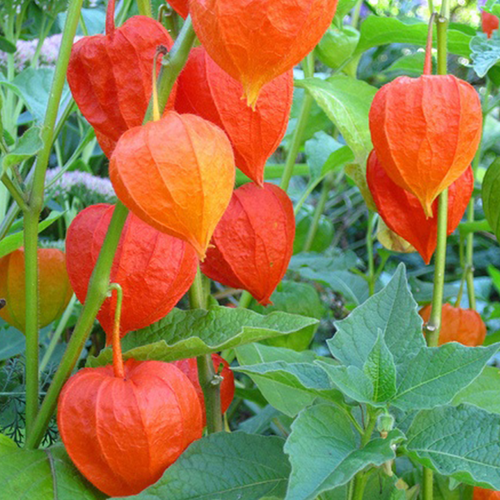 30 Giant Chinese Lantern Seeds Heirloom Physalis Exotic Flower to Plant & Grow - Picture 2 of 4