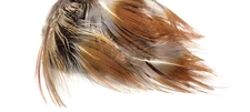 PHEASANT TAIL FEATHERS - BROWN/ GOLDEN - WING - 12 pc. - Fly Tying Materials