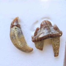 Rare Chile Seal Fossils Pinniped Not Megalodon