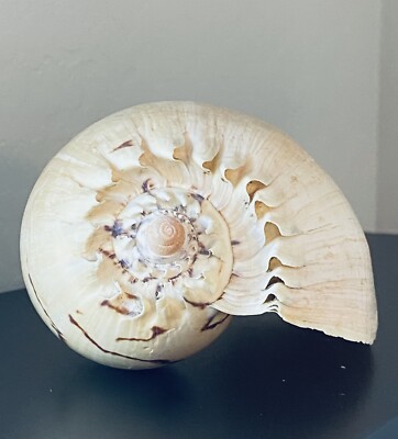 Lg Melo  Melon  Georginea Sea Snail Shell Ocean Beige Colorful. Nice Markings 8 