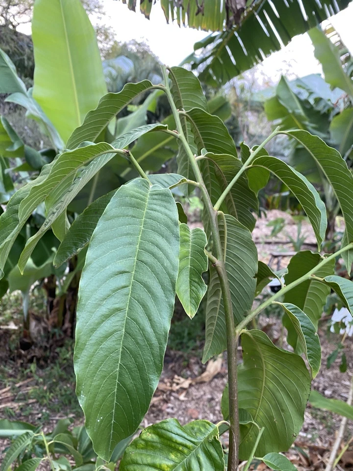 RARE ROLLINIA  FRUIT TREE Seedling Brazilian Custard Apple Anonna Mucosa - image 4 of 4