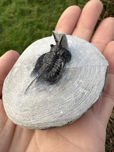 Fossil Cyphaspis walteri Trilobit, Devonian - Trilobit, Marokko - Bild 8 von 14