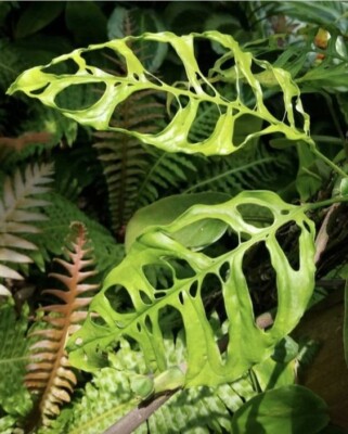 philodendron curled leaves Philodendron maximum – Foliage Factory
