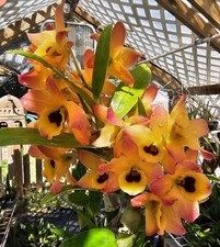 Dendrobium Oriental Smile 'Butterfly' Large blooming size Nobile
