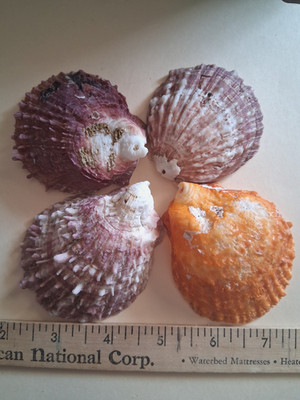 Spiny Oyster 4 Half Shells  3 Purple 1 Orange 3 '' to  2  1/2'' Make Offers!!1