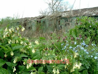 PHOTO  RUINS AND NEW LIFE THIS IS A LANDSCAPE THAT WILL SOON CHANGE FOR EVER. TH