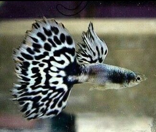 (Top Qualität) Brutpaar M/F Metall schwarz Spitze Guppy Süßwasser lebende Fische