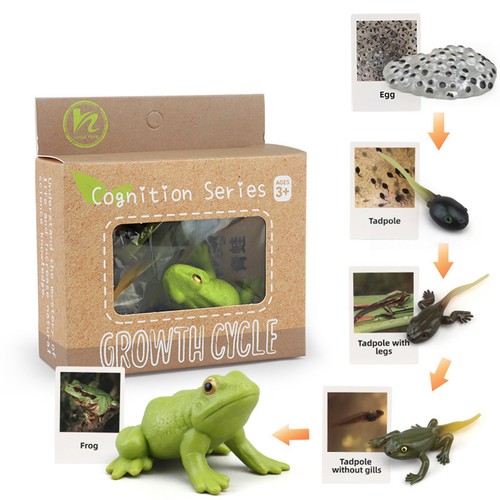 1 Box Animal Model Toys Animal Figurines Ornament Kids Biology Discovery Toy 2