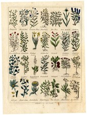 Antique Herbal Print-GALANGAL-FENUGREEK-Culpeper-1790
