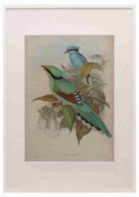 Gould John Hunting Cissa A3 A4 gerahmter Druck Bild