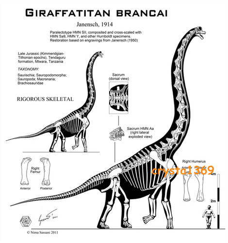 Modellino dinosauro 1/35 W-Dragon Giraffatitan personaggio Brachiosauro Sauropoda giocattoli - Foto 13 di 15