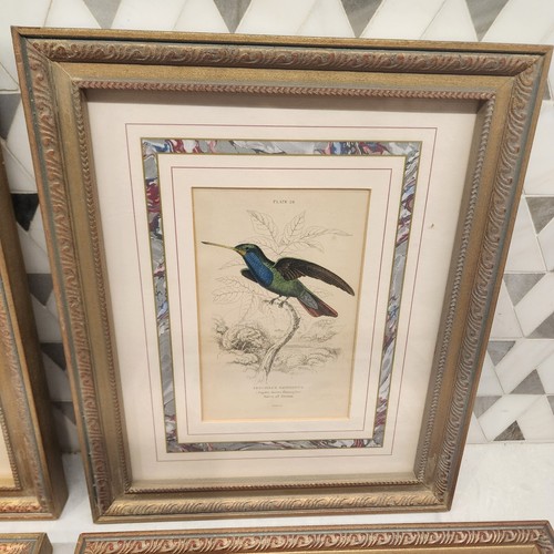 4 Vintage Native Birds Art Print Pictures. Throchilus Mango, Stokesil 11.5"x9.5" - Picture 4 of 10
