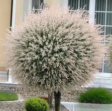 6 (Six) Fresh cuttings Dappled Willow Tree (Hakuro Nishiki) 8 + inches tall