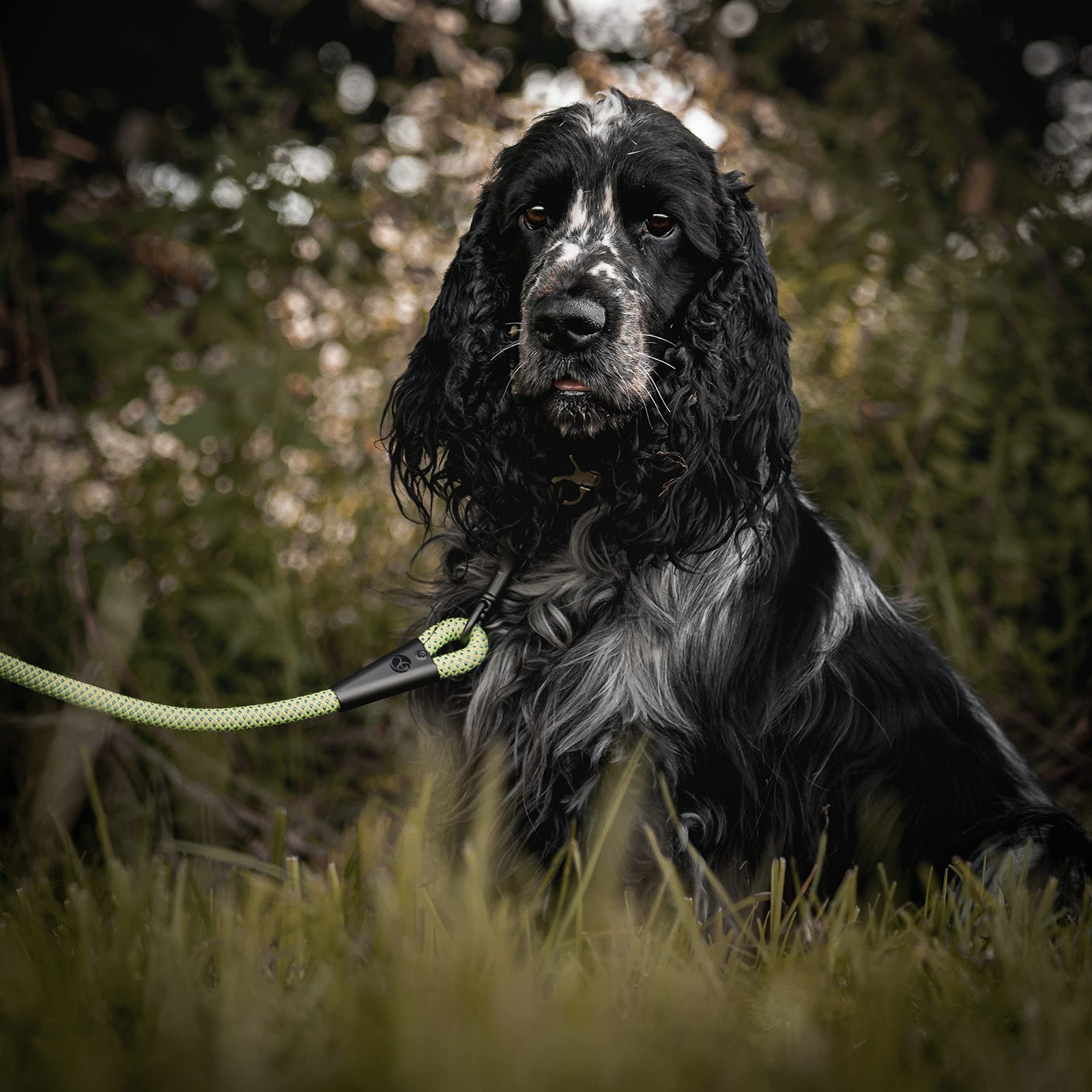 Guinzaglio per cani resistente di alta qualità foto 5