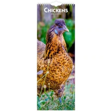 BrownTrout,  Chickens 2026 Slim Wall Calendar, 7'' X 12'', 12-Month Calendar wit