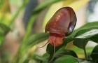 Ramshorn Snails Assorted (10+pack) Live Freshwater Algae Eaters Clean Aquariums