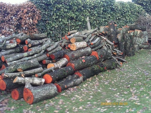 Brennholz - Bild 4 von 4
