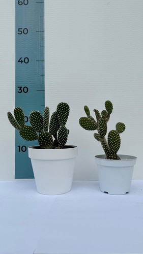 Pianta grassa di Fico D'India Microdasys CERTIFICATA in vaso colorato ⌀12 - Foto 4 di 5