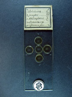 Antique microscope slide by Bernard Piffard. Stems. 5 specimens.