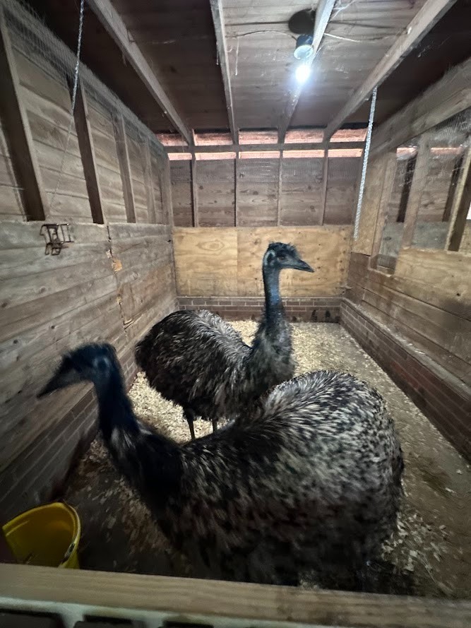 FERTILE EMU EGGS (2) - PROVEN BREEDERS MIXED DNA - SHIPS VIA PRIORITY MAIL