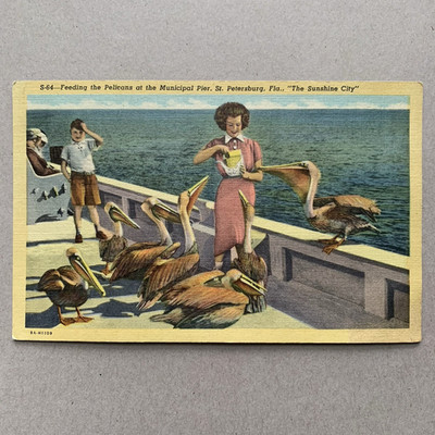 St Petersburg Florida FL Feeding Pelicans Municipal Pier Unposted Postcard